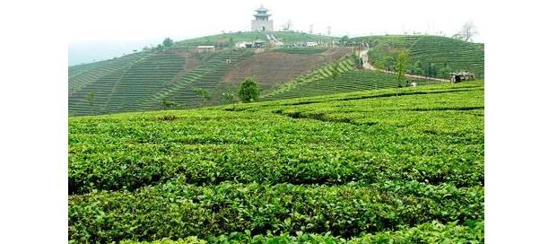 熱烈祝賀合肥蒲公英農(nóng)業(yè)科技有限公司網(wǎng)站上線！